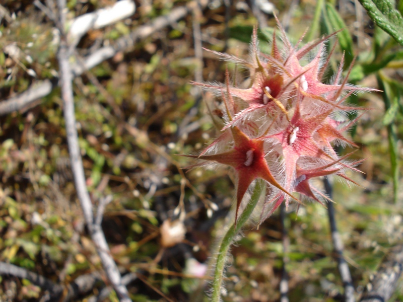 Trifolium stellatum